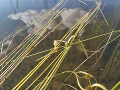 Sparganium gramineum