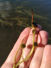 Sparganium gramineum