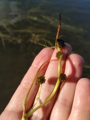 Sparganium gramineum