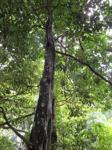 Picrasma javanica observed 2019-01-17