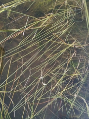 Sparganium gramineum