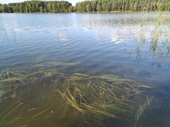 Sparganium gramineum