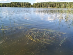 Sparganium gramineum