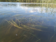 Sparganium gramineum