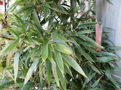 Phyllostachys nigra nigra