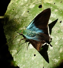 Telegonus alardus latia