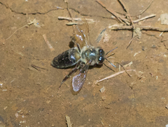 Apis mellifera unicolor