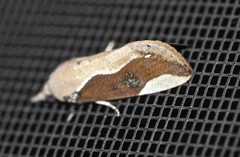 Hypocala guttiventris