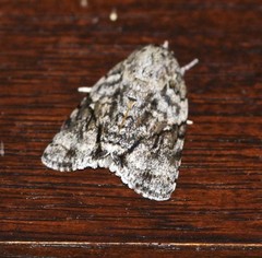 Blenina lichenopa