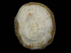 Lapa falsa
