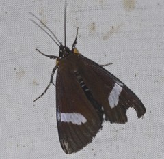 Argyrolepidia aequalis