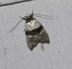 Zonopetala glauconephela