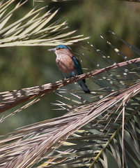 Coracias benghalensis