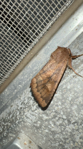 Bronzed Cutworm Moth