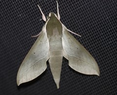 Theretra indistincta