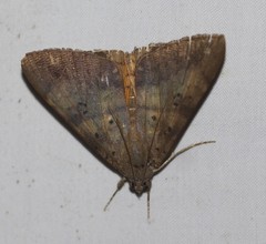 Oxyodes tricolor