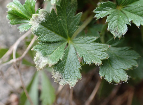 Phyllocoptes parvulus
