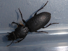 Mecodema crenaticolle