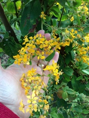 Callaeum macropterum