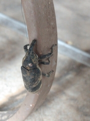 Ileomus