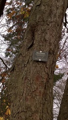 Aesculus hippocastanum