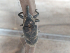 Ileomus