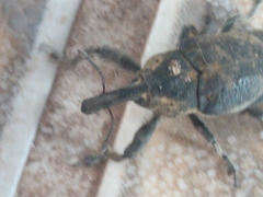Ileomus