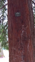 Sequoia sempervirens