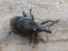 Ileomus
