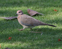 Streptopelia senegalensis