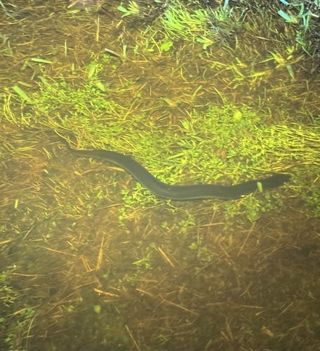 Three-toed Amphiuma, Amphiuma tridactylum