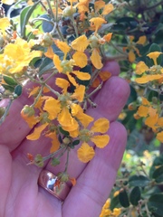 Callaeum macropterum