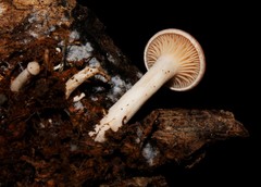 Coprinopsis melanthina