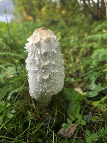 Shaggy Mane