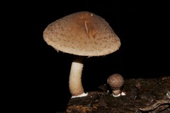 Coprinopsis melanthina
