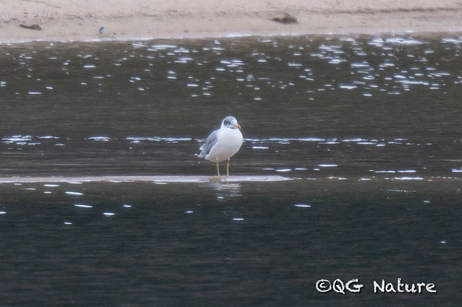 Pallas's Gull