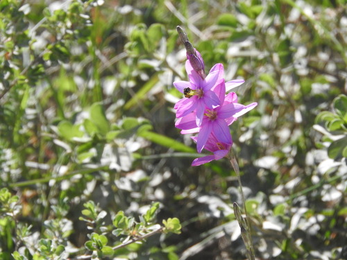 Swaying Kalossie (Ixia flexuosa)