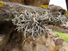 Tillandsia capillaris
