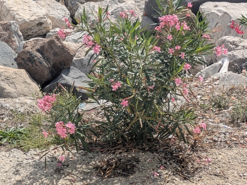 Nerium oleander