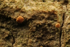 Bacidia rubella