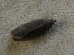 Cryptaspasma querula
