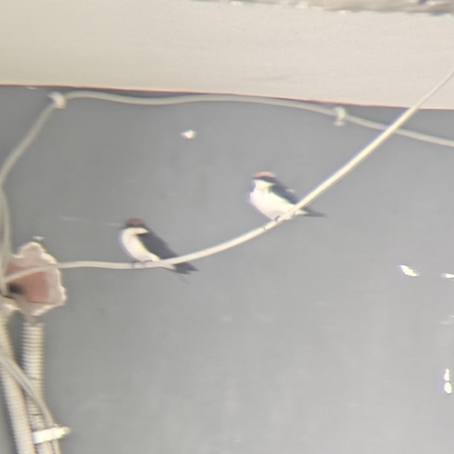 Wire-tailed Swallow