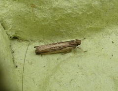 Helcystogramma phryganitis