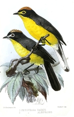 White-Fronted Whitestart photo 4