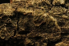 Bacidia rubella