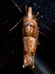 Pseudexentera spoliana