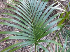 Howea forsteriana
