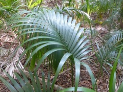 Howea belmoreana