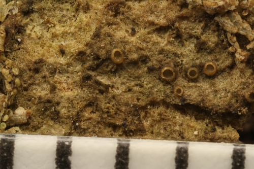Gyalecta truncigena, 2019-11-28