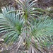 Kentia Palm - Photo (c) John B, some rights reserved (CC BY-NC), uploaded by John B